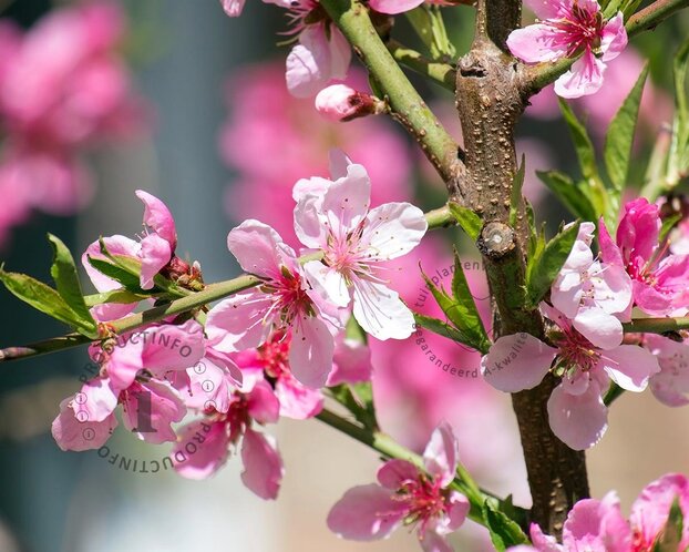 Prunus persica 'Ice Peach' - mini