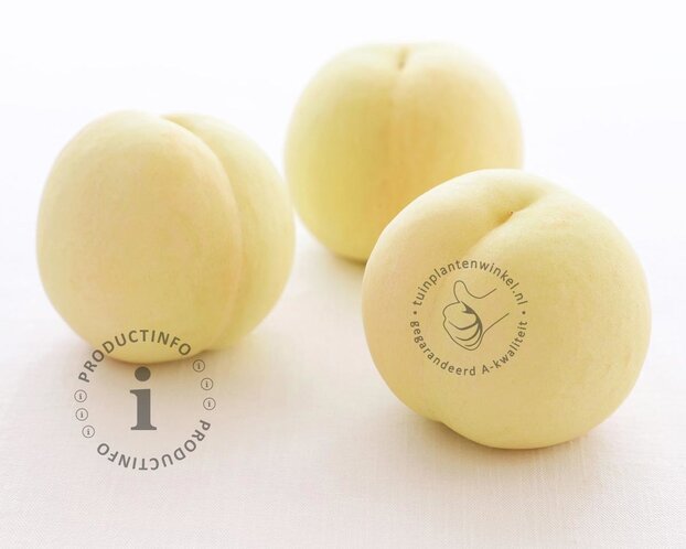 Prunus persica 'Ice Peach' - mini