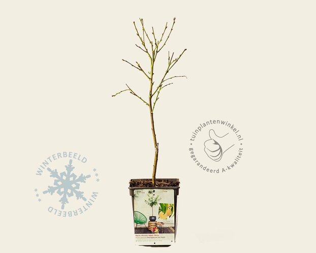 Prunus persica 'Ice Peach' - mini