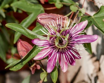 Passiflora 'Victoria'