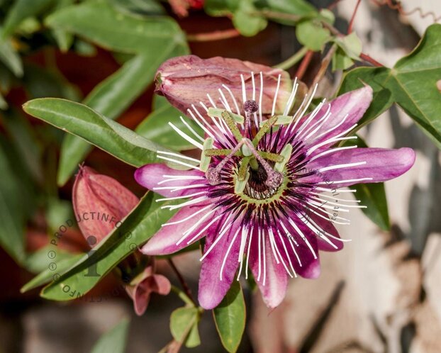 Passiflora 'Victoria'