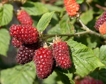 Rubus 'Tayberry'