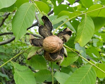 Juglans regia 'Buccaneer' - mini