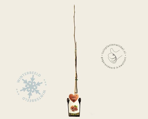Juglans regia 'Buccaneer' - mini