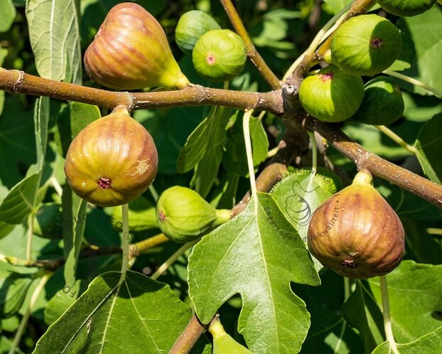 Ficus carica 'Bornholms Diamant' - hoogstam