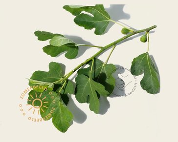 Ficus carica 'Bornholms Diamant' - hoogstam