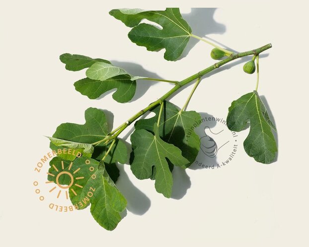 Ficus carica 'Bornholms Diamant' - hoogstam