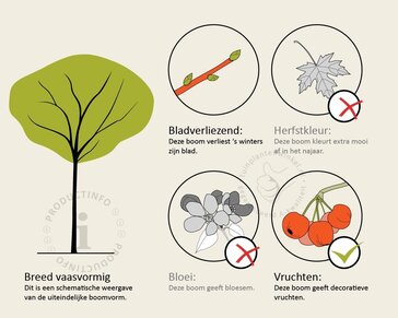 Ficus carica 'Bornholms Diamant' - hoogstam