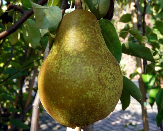 Pyrus communis 'Williams' - halfstam