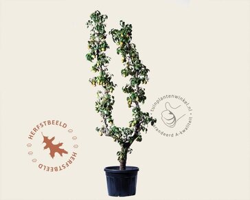 Alleen in winkel Pyrus communis 'Conference' - oude U-vorm