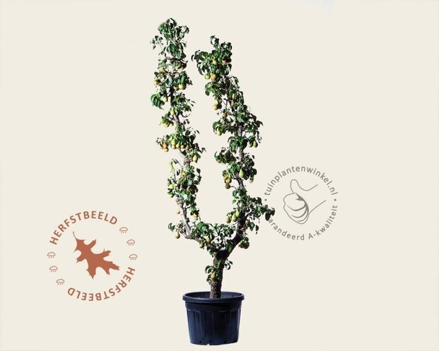 Alleen in winkel Pyrus communis 'Conference' - oude U-vorm