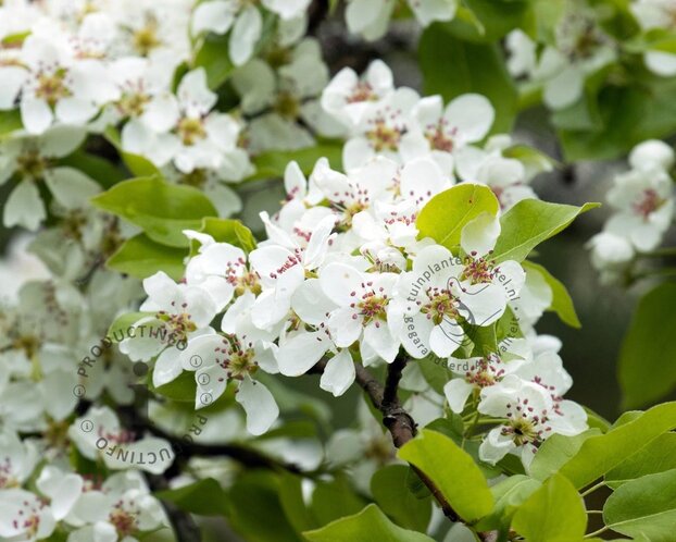 Alleen in winkel Pyrus communis 'Conference' - oude U-vorm