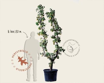 Alleen in winkel Pyrus communis 'Conference' - oude U-vorm