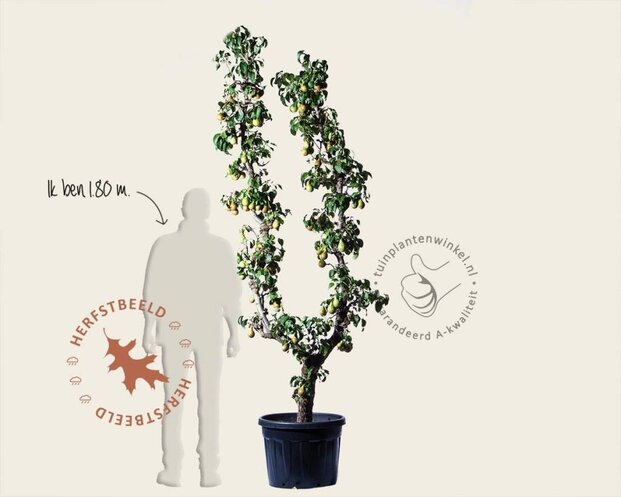 Alleen in winkel Pyrus communis 'Conference' - oude U-vorm