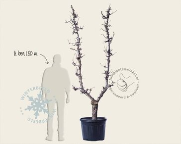 Alleen in winkel Pyrus communis 'Conference' - oude U-vorm