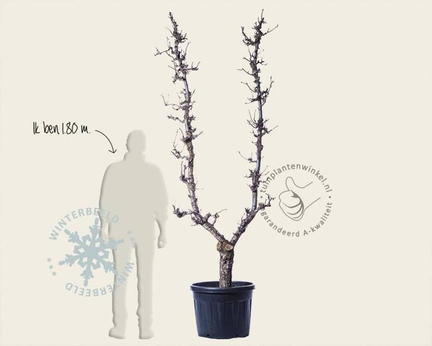 Alleen in winkel Pyrus communis 'Conference' - oude U-vorm