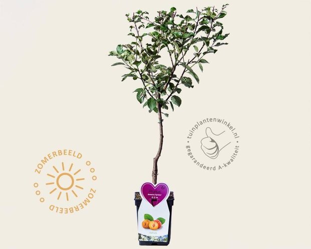 Prunus domestica 'Aprimera' - mini