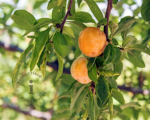 Prunus domestica 'Aprimera' - mini
