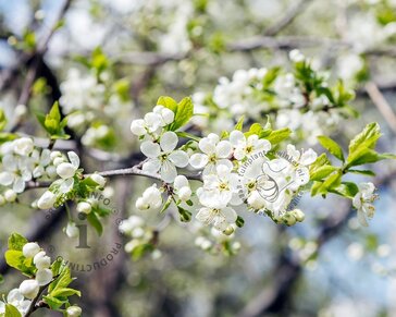 Prunus domestica 'Mirabelle de Nancy' - U-vorm