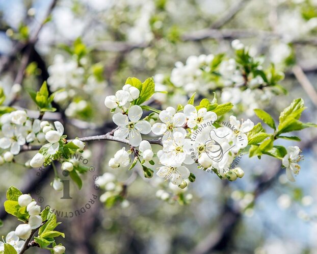Prunus domestica 'Mirabelle de Nancy' - U-vorm