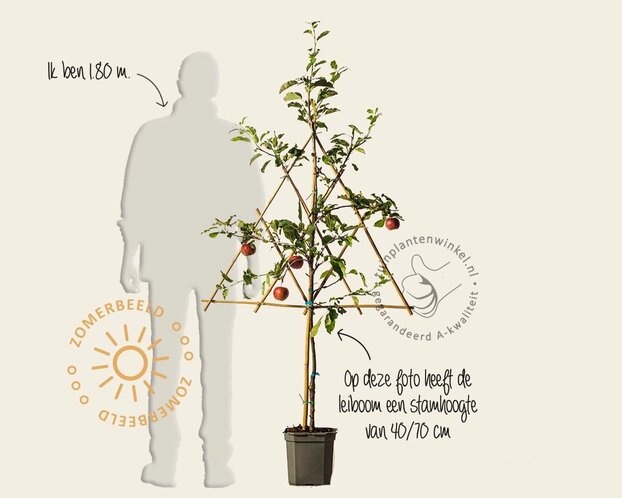 Malus domestica 'Gala' - lei-vorm