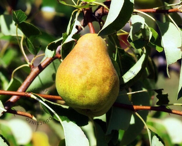 Pyrus communis 'Durondeau' - halfstam