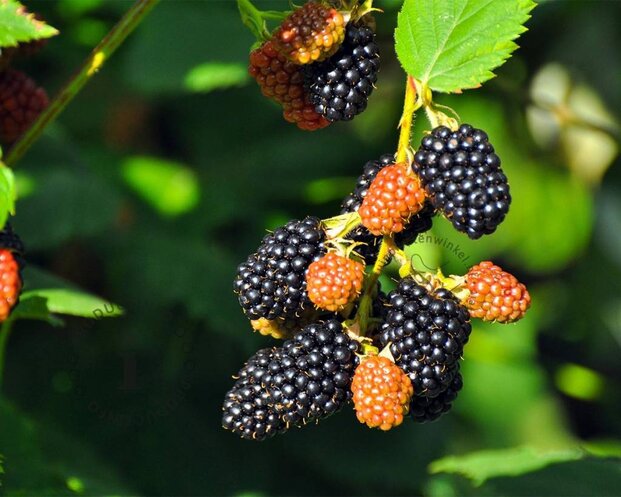 Rubus fruticosus 'Black Satin'