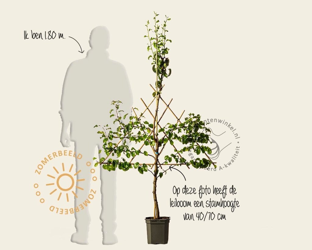 Pyrus communis 'Conference' - lei-vorm