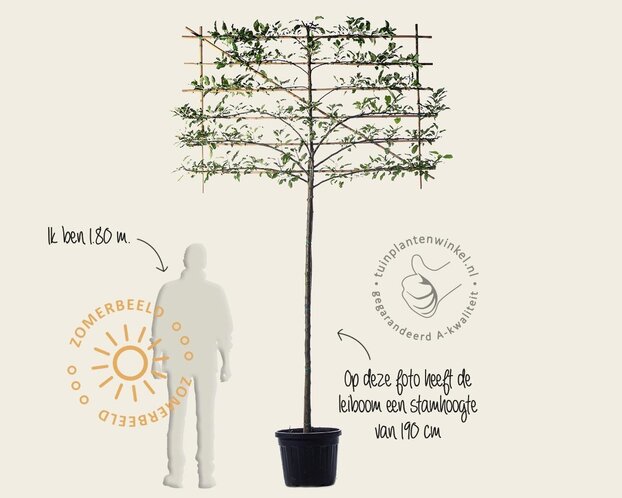 Lei-Appel 'Elstar' - Basic - pakket 4 stuks + EXTRA'S!