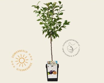 Prunus domestica 'Hauszwetsche' - mini