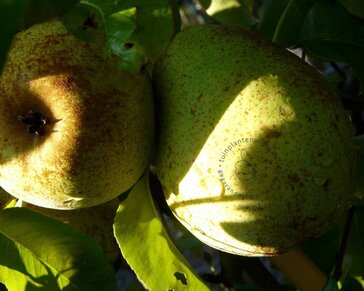 Pyrus communis 'Doyenne du Comice' - dubbele U-vorm