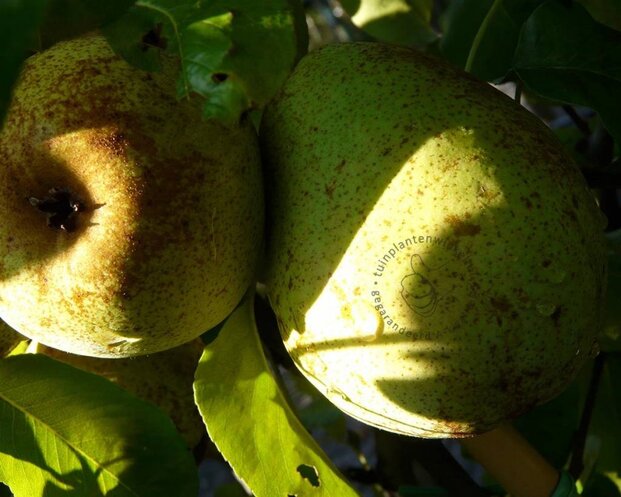Pyrus communis 'Doyenne du Comice' - dubbele U-vorm