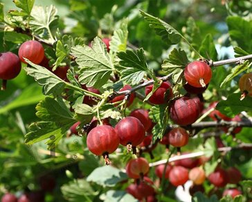 Ribes uva-crispa 'Captivator'