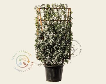 Osmanthus burkwoodii - In rek 070x120 cm