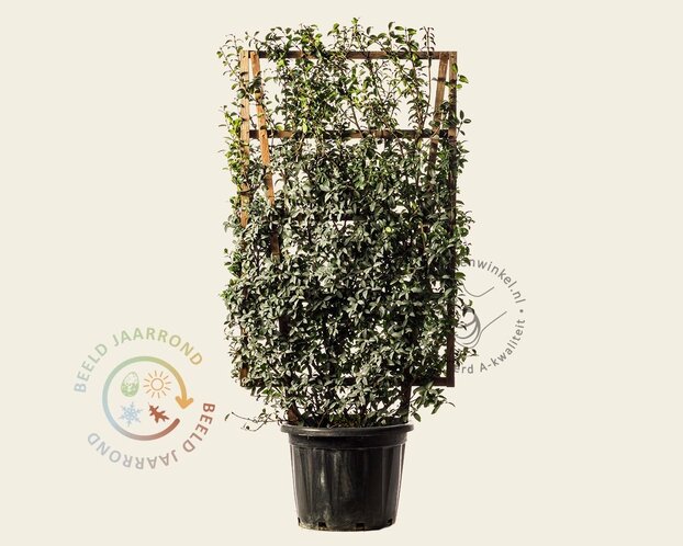Osmanthus burkwoodii - In rek 070x120 cm