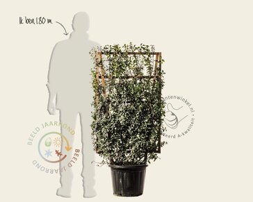 Osmanthus burkwoodii - In rek 070x120 cm
