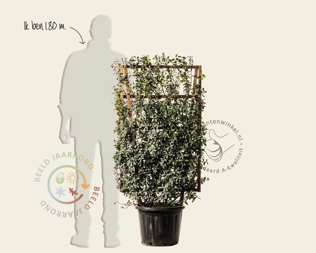 Osmanthus burkwoodii - In rek 070x120 cm