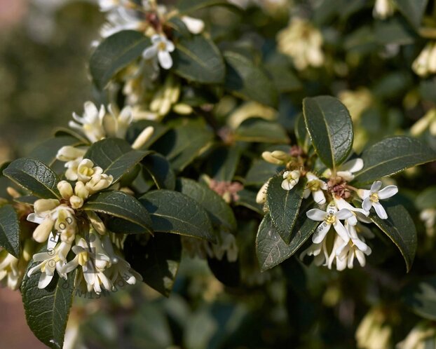 Osmanthus burkwoodii - In rek 070x120 cm