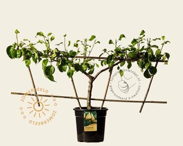 Pyrus communis 'Conference' - Step-over two-way