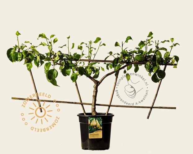 Pyrus communis 'Conference' - Step-over two-way