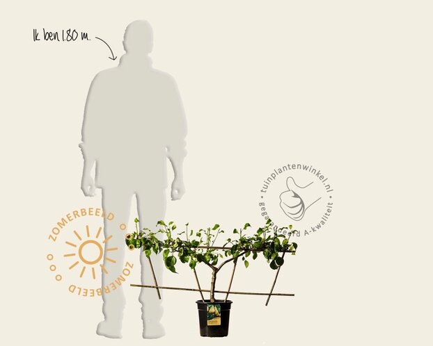 Pyrus communis 'Conference' - Step-over two-way