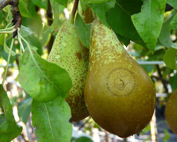 Pyrus communis 'Conference' - Step-over two-way