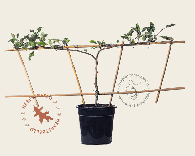 Pyrus communis 'Conference' - Step-over two-way