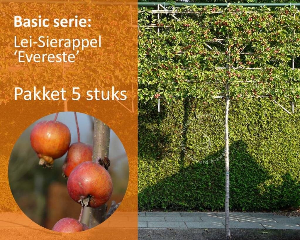 Lei-Sierappel 'Evereste' - Basic - pakket 5 stuks + EXTRA'S!