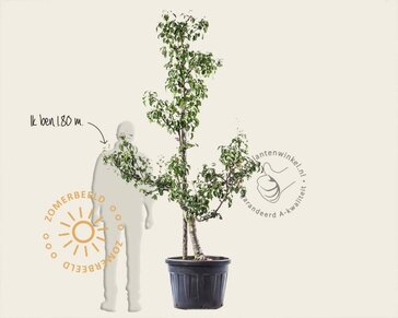 Alleen in winkel Pyrus communis 'Conference' - oude laagstam
