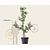 Alleen in winkel Pyrus communis 'Conference' - oude laagstam