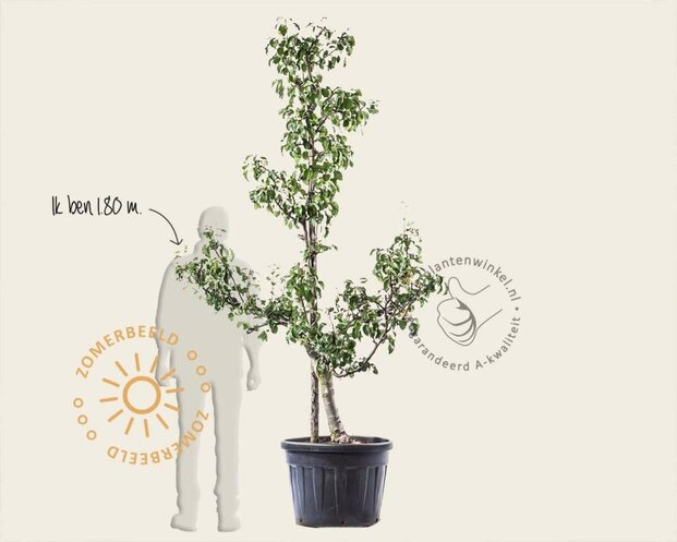 Alleen in winkel Pyrus communis 'Conference' - oude laagstam