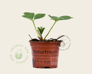 Fragaria x ananassa 'Elsanta' image