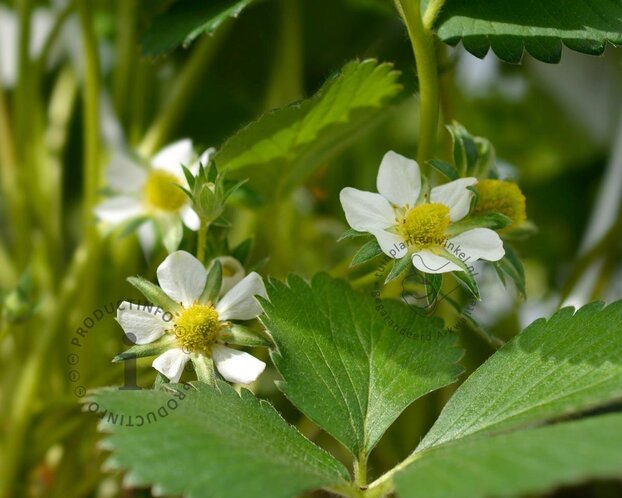 Fragaria x ananassa 'Elsanta'