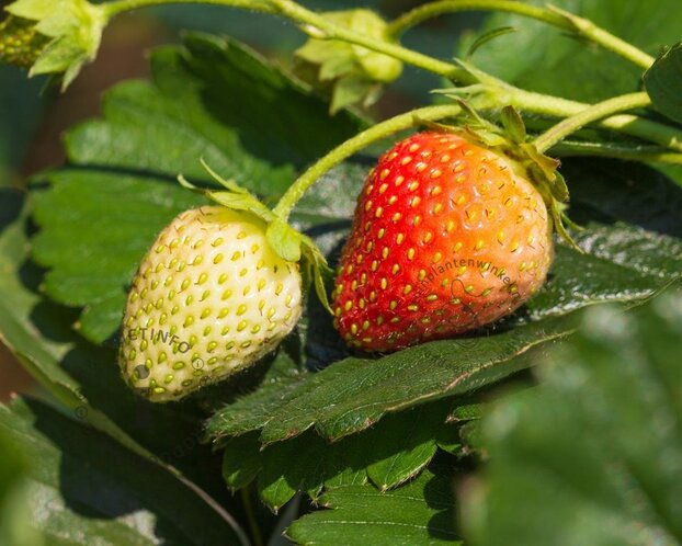 Fragaria x ananassa 'Elsanta'